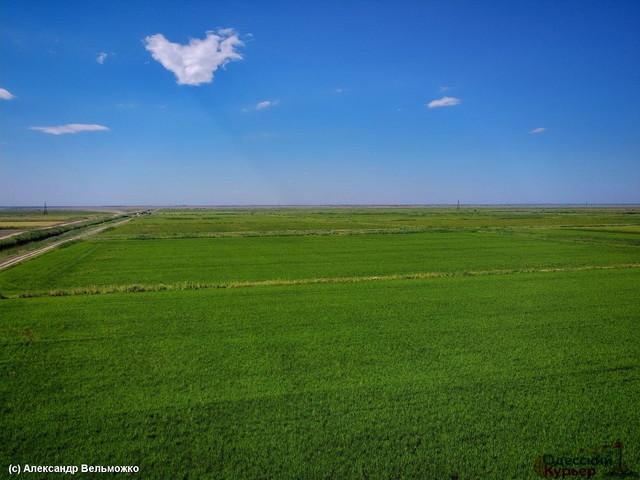 Стаття Как в Одесской области выращивают рис (ВИДЕО) Ранкове місто. Одеса