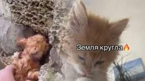 Стаття Херсонське кошеня «помстилося» окупантам за підрив Каховської ГЕС. ВІДЕО Ранкове місто. Одеса