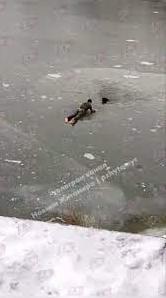 Стаття Житомирянин кинувся у крижану воду, щоб врятувати собаку, яка провалилася в ополонку. ВIДЕО Ранкове місто. Одеса