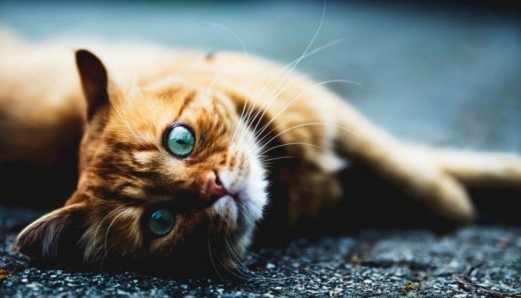 Статья Одесситам прочтут научпоп-лекции про котов: деньги пойдут на помощь бездомным животным Утренний город. Одесса