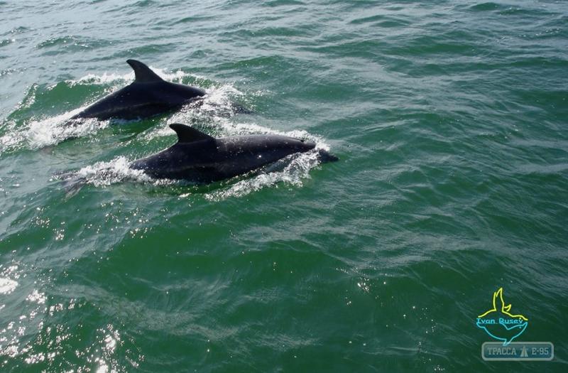 Стаття Дельфины облюбовали морские воды нацпарка «Тузловские лиманы» в Одесской области Утренний город. Одеса