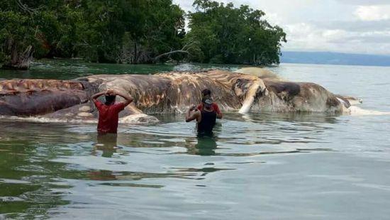 Стаття В Индонезии обнаружили загадочное существо, весом 35 тонн (фото) Ранкове місто. Одеса