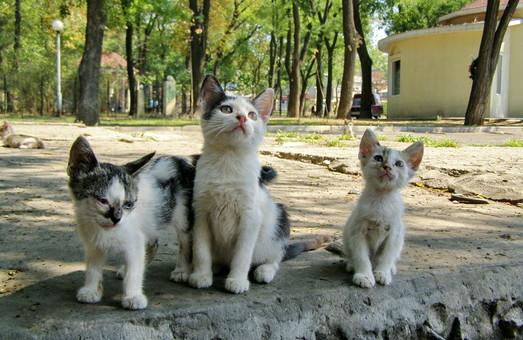 Стаття Властям Одессы предлагают признать котов и кошек частью городской экосистемы Утренний город. Одеса