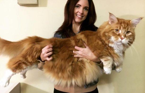 Стаття Самый длинный кот в мире — 1,2 м Ранкове місто. Одеса
