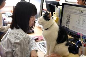 Стаття В Японии разрешили сотрудникам приносить на работу своих кошек Утренний город. Одеса