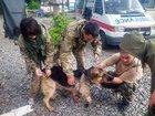 Стаття Во время обстрела в Донецкой области собака спасла двух украинских бойцов, прикрыв их собой! ФОТО Утренний город. Одеса