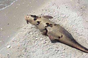Стаття В Одесской области на берег выбросило тела десятков дельфинов Ранкове місто. Одеса