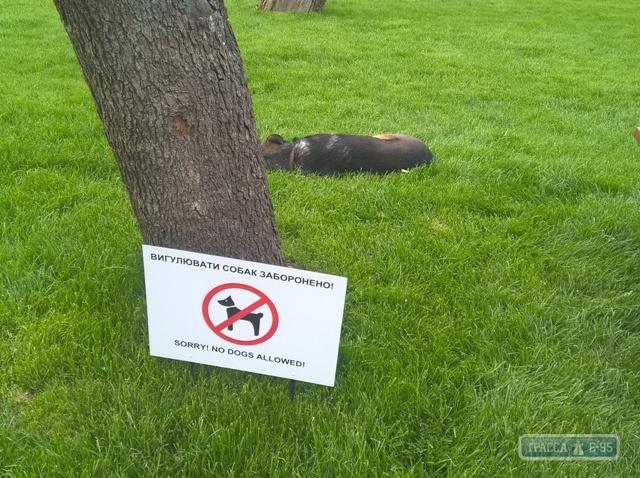 Статья Специальная площадка для выгула собак появится в Стамбульском парке Одессы Утренний город. Одесса