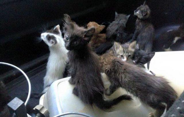 Стаття Спасение питомцев приюта «Радуга»: 10 котят умерли, несмотря на усилия ветеринаров Ранкове місто. Одеса