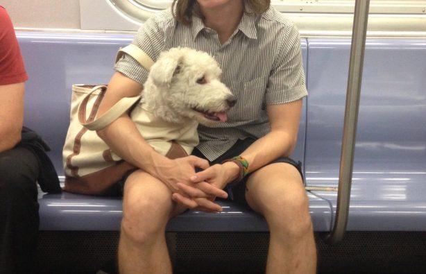 Стаття В метро Нью-Йорка собак можно перевозить только в сумке – получается весело Ранкове місто. Одеса