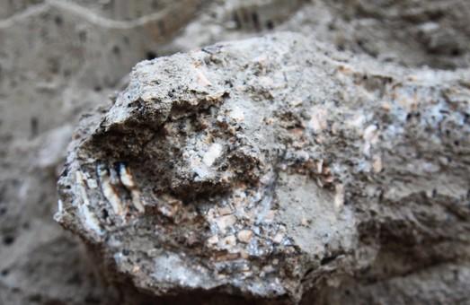 Стаття В Одесской области обнаружили древние останки то ли мамонта, то ли мастодонта Утренний город. Одеса