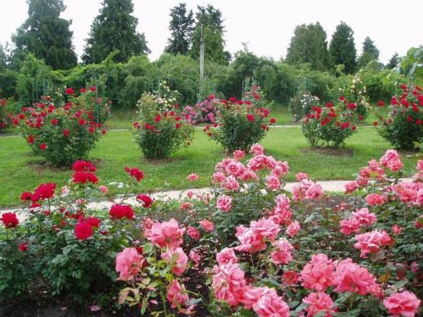 Стаття Национальное достояние Украины расцвело в одном из крупнейших ботанических садов Европы Утренний город. Одеса