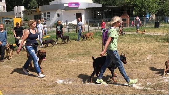Стаття В Одессе открылась еще одна площадка для выгула собак Утренний город. Одеса
