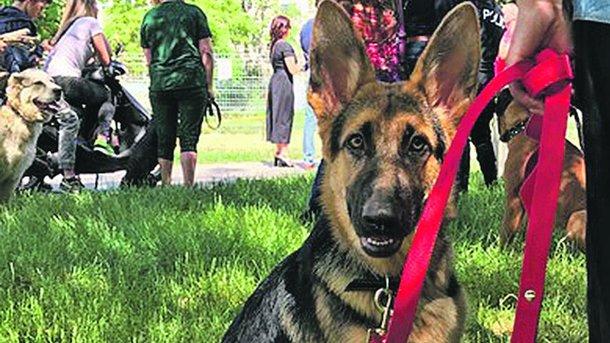 Стаття В Одессе открыли площадку для выгула и дрессировки собак Ранкове місто. Одеса