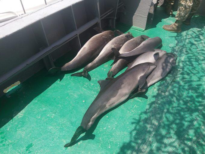 Стаття В Одесской области опять нашли мертвых дельфинов. Фото Утренний город. Одеса