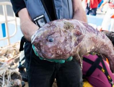 Стаття Страшные существа, обитающие в водах Австралии. Фото Ранкове місто. Одеса