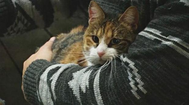 Статья В чилийском котокафе бездомные кошки выбирают себе хозяев Утренний город. Одесса