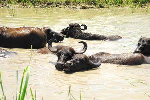 Стаття В Одесской области буйволы спасают озеро и манят туристов Ранкове місто. Одеса