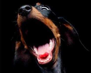 Стаття Ну, слава Богу - одобрили: «власти» Крыма разрешили собакам лаять по ночам Ранкове місто. Одеса