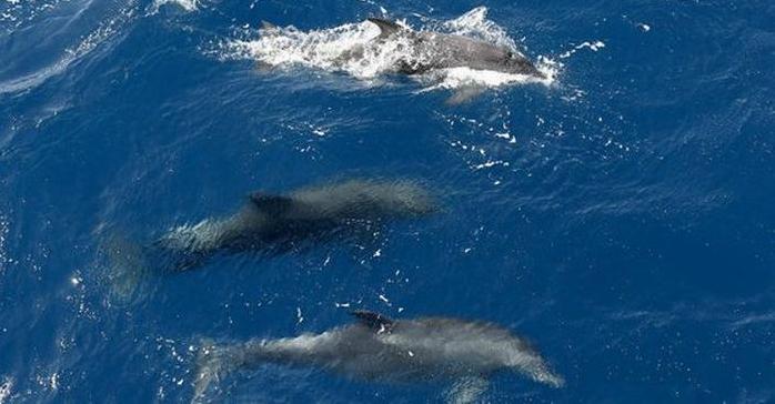 Стаття Черное море может остаться без рыбы: в Крыму массово гибнут дельфины Утренний город. Одеса