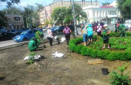 Статья Тираспольскую озеленили и теперь украшают цветами Утренний город. Одесса