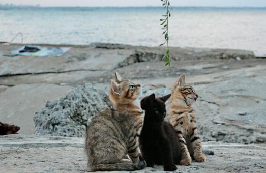 Стаття Пятница: котики на одесском Ланжероне (ФОТО) Ранкове місто. Одеса