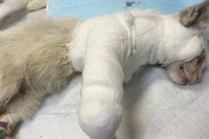 Стаття Отважный котенок, отбившийся от собаки, продолжает отчаянно бороться за жизнь! Ранкове місто. Одеса