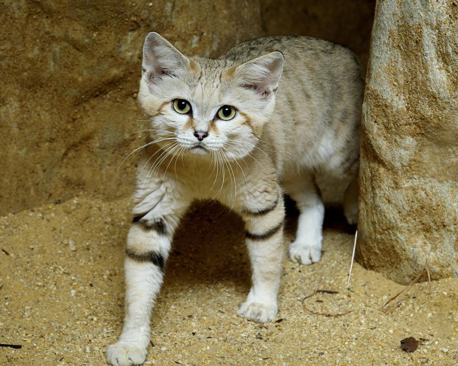 Стаття 10 редких диких котов, о которых мало кто слышал Утренний город. Одеса