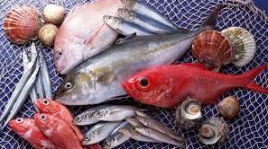 Стаття Рыбаки Одесской области поймали необычную рыбину Утренний город. Одеса