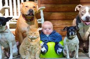 Статья Всегда на страже: забавные фото малыша, которого нянчат четыре пса и кошка Утренний город. Одесса
