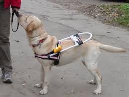 Стаття В Киеве отравили собаку-поводыря незрячего инвалида Ранкове місто. Одеса