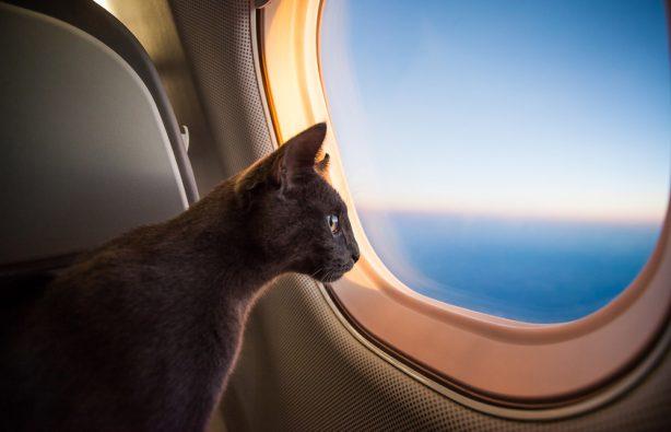 Стаття 10 авиакомпаний мира, которые позволяют путешествовать с котом подмышкой Ранкове місто. Одеса