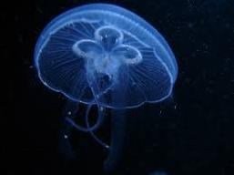 Стаття Соцсети позабавила «казнь медузами» у берегов Крыма (ФОТО) Ранкове місто. Одеса