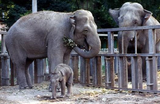 Стаття В Одесском зоопарке проведут «День малышей» Утренний город. Одеса