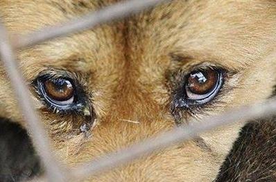 Стаття За жестокое обращение с животными - за решетку! Новый закон вступил в силу Ранкове місто. Одеса