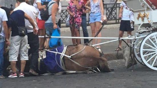 Статья В центре Одессы тепловой удар свалил с ног лошадь (фото) Утренний город. Одесса