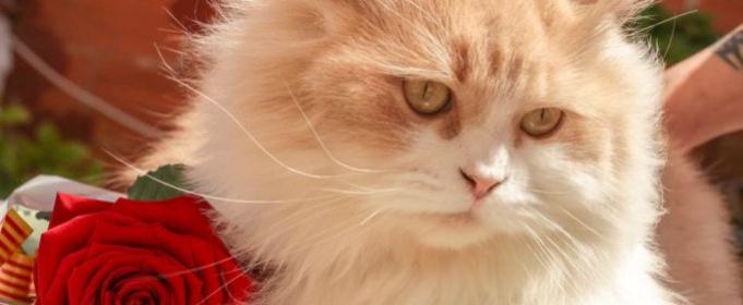 Статья 8 августа – Всемирный день кошек Утренний город. Одесса