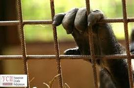 Стаття Зоозащитники добились закрытия контактного зоопарка в Одессе Утренний город. Одеса