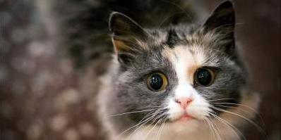 Стаття Как выглядит первый в мире плавучий приют для кошек? Фото Ранкове місто. Одеса