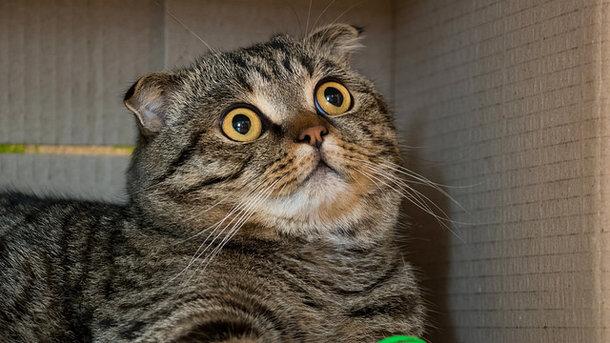 Стаття Мурчание кошек продлевает жизнь человека – ученые Ранкове місто. Одеса