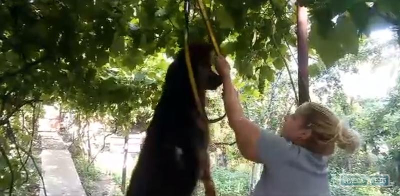 Статья В Одессе задержали женщину, разместившую в сети видео с подвешиванием собаки Утренний город. Одесса
