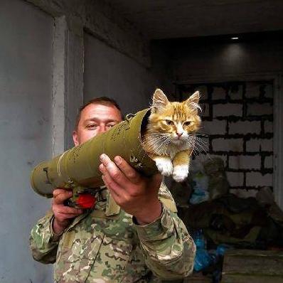 Стаття За что украинские военные поставят памятники котам? Ранкове місто. Одеса