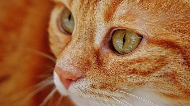 Стаття Почувствуйте себя котом: как и в каких цветах видят мир животные? Утренний город. Одеса