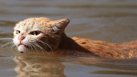 Стаття Разозленный ураганом кот восхитил соцсети (ФОТО) Ранкове місто. Одеса