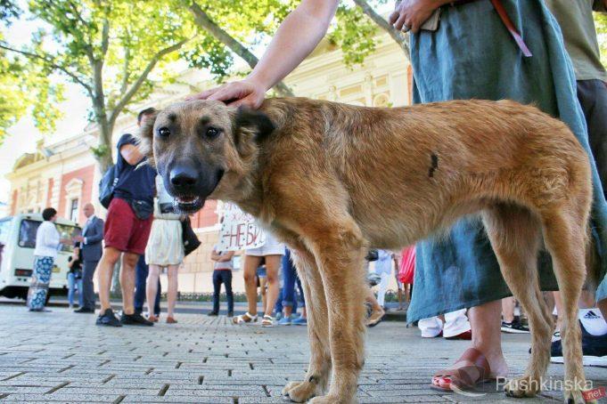 Стаття В Одессе хотят провести марш в поддержку прав животных Утренний город. Одеса