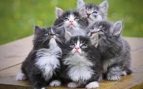 Стаття Самые крупные породы домашних кошек Ранкове місто. Одеса