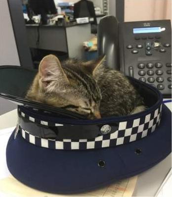 Стаття Сеть покорил кот-полицейский из Новой Зеландии Ранкове місто. Одеса