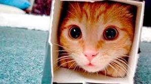 Стаття Ветеринары создают невероятные картонные домики для своего кота Ранкове місто. Одеса