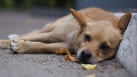 Стаття В России убили 200 собак ради прибыли Ранкове місто. Одеса