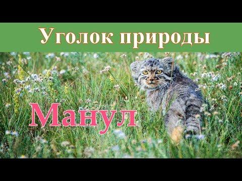 Стаття Манул — самый выразительный кот в мире Ранкове місто. Одеса